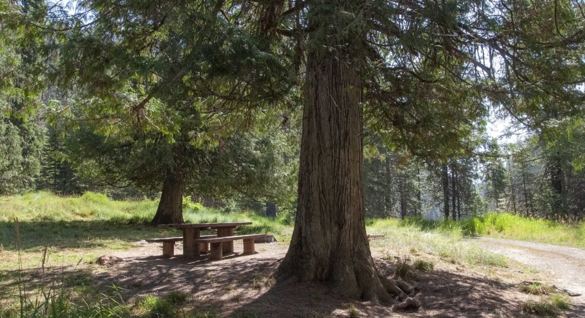 A picnic table sits beneath a large green tree on a bright green meadow.