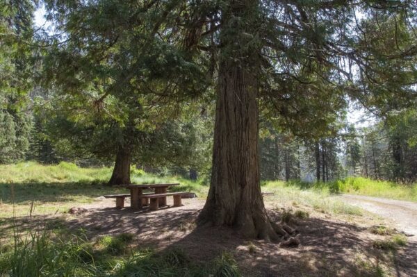 A picnic table sits beneath a large green tree on a bright green meadow.