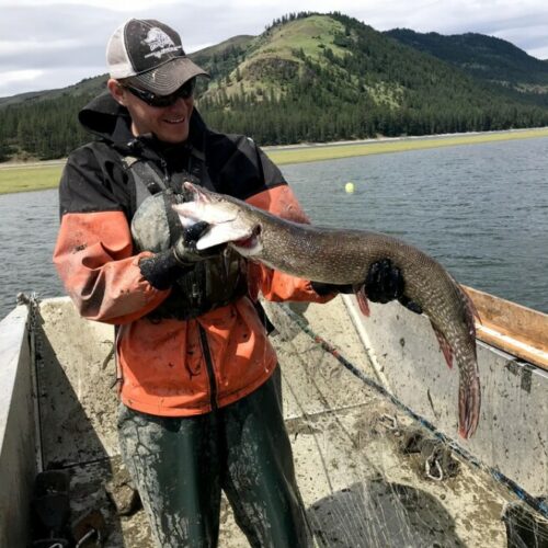 Biologists are catching as many northern pike as they can in Lake Roosevelt, the reservoir held back by the Grand Coulee Dam.