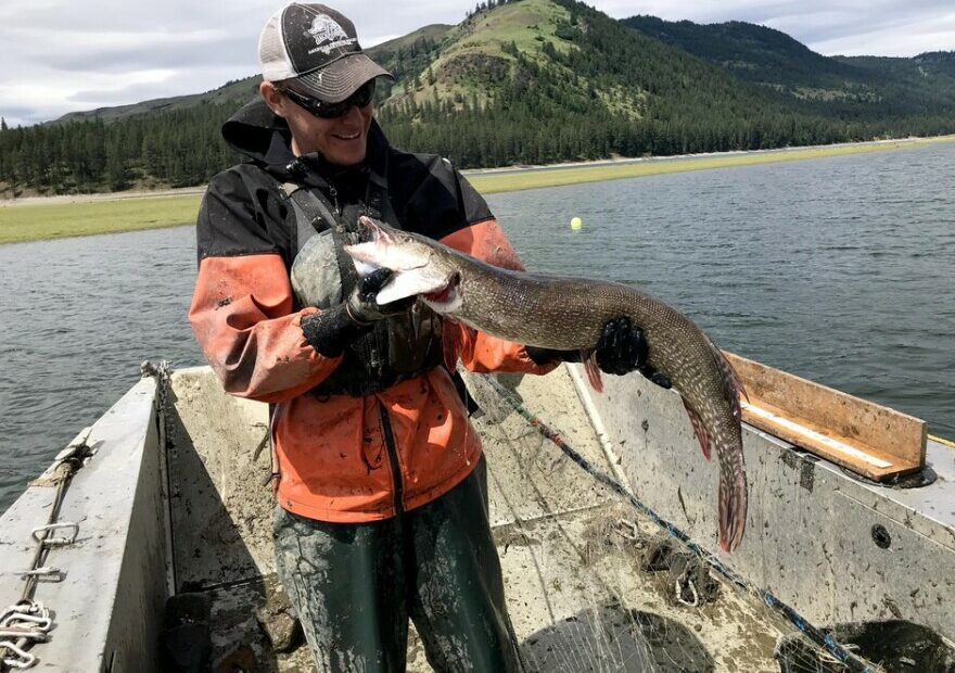 Biologists are catching as many northern pike as they can in Lake Roosevelt, the reservoir held back by the Grand Coulee Dam.