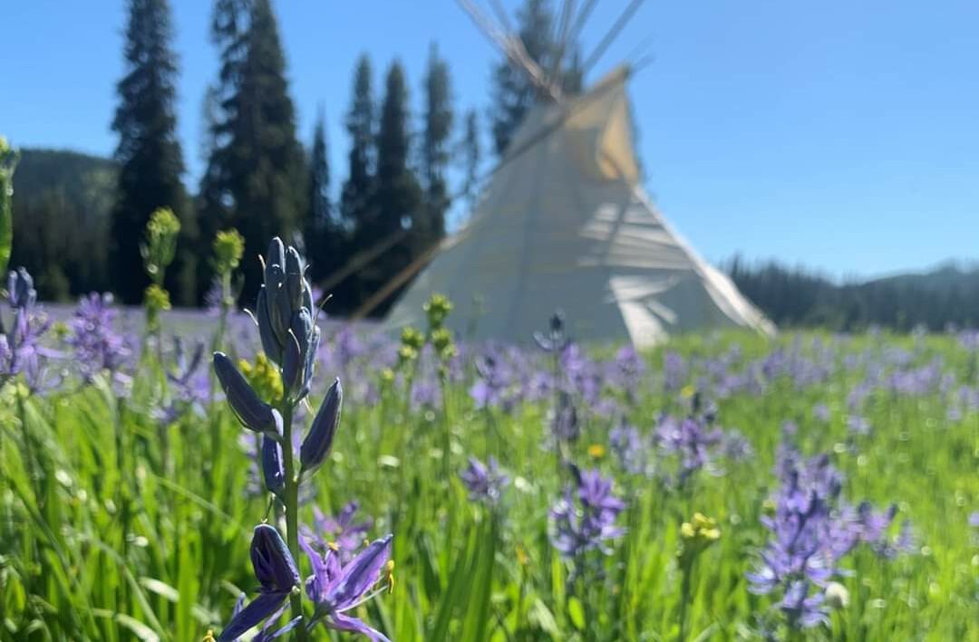 Bright purple flowers at the top of green camas plants fill the photo with a white tipi and trees in the distance.