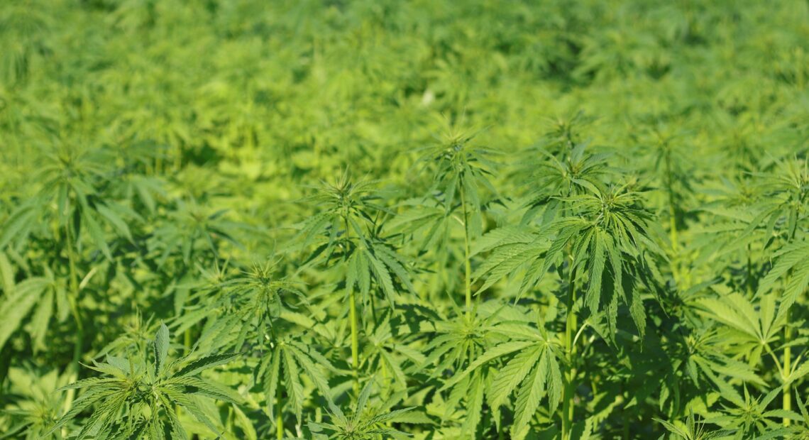 A field growing marijuana, image from Pixabay.