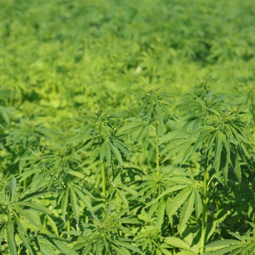 A field growing marijuana, image from Pixabay.