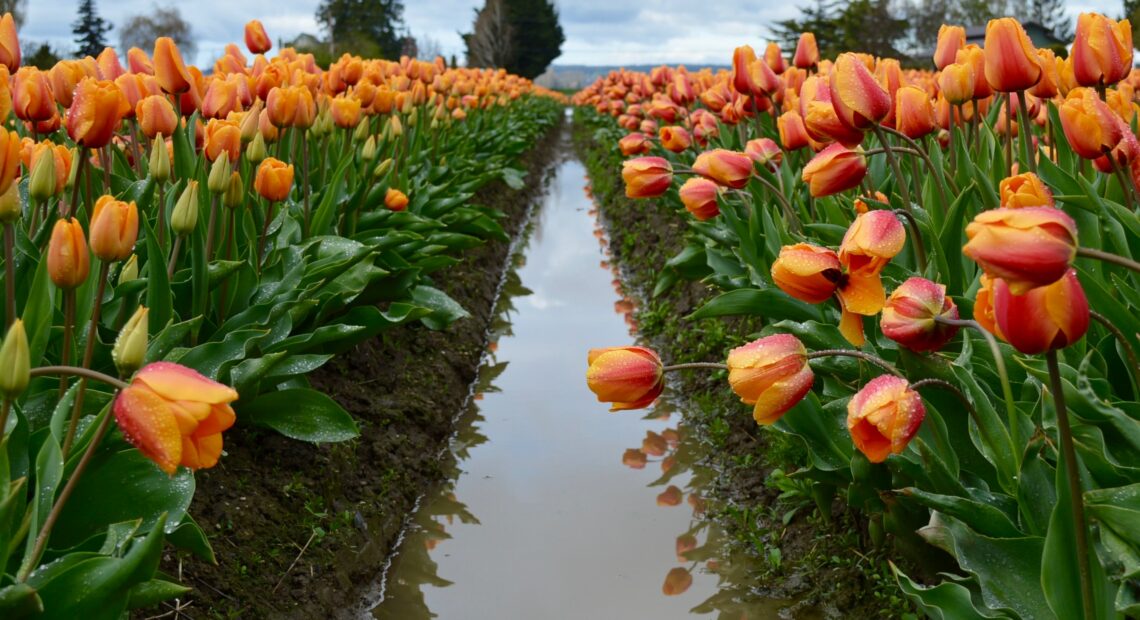Cultivo de Tulipanes