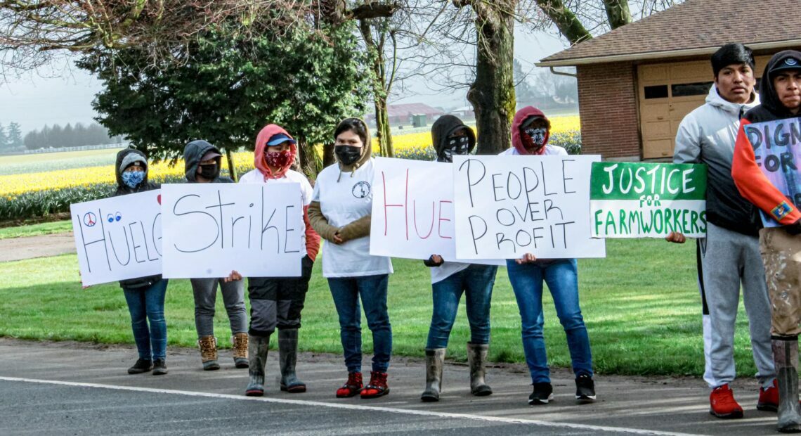 After several days of strikes and negotiations, tulip workers in Skagit County reached an agreement with Washington Bulb
