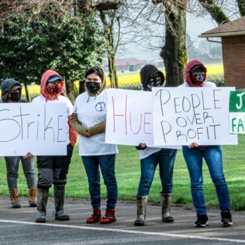 After several days of strikes and negotiations, tulip workers in Skagit County reached an agreement with Washington Bulb