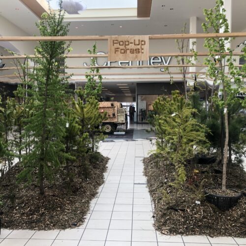 A pop-up forest in the Tacoma Mall allows people to envision themselves in a forested landscape
