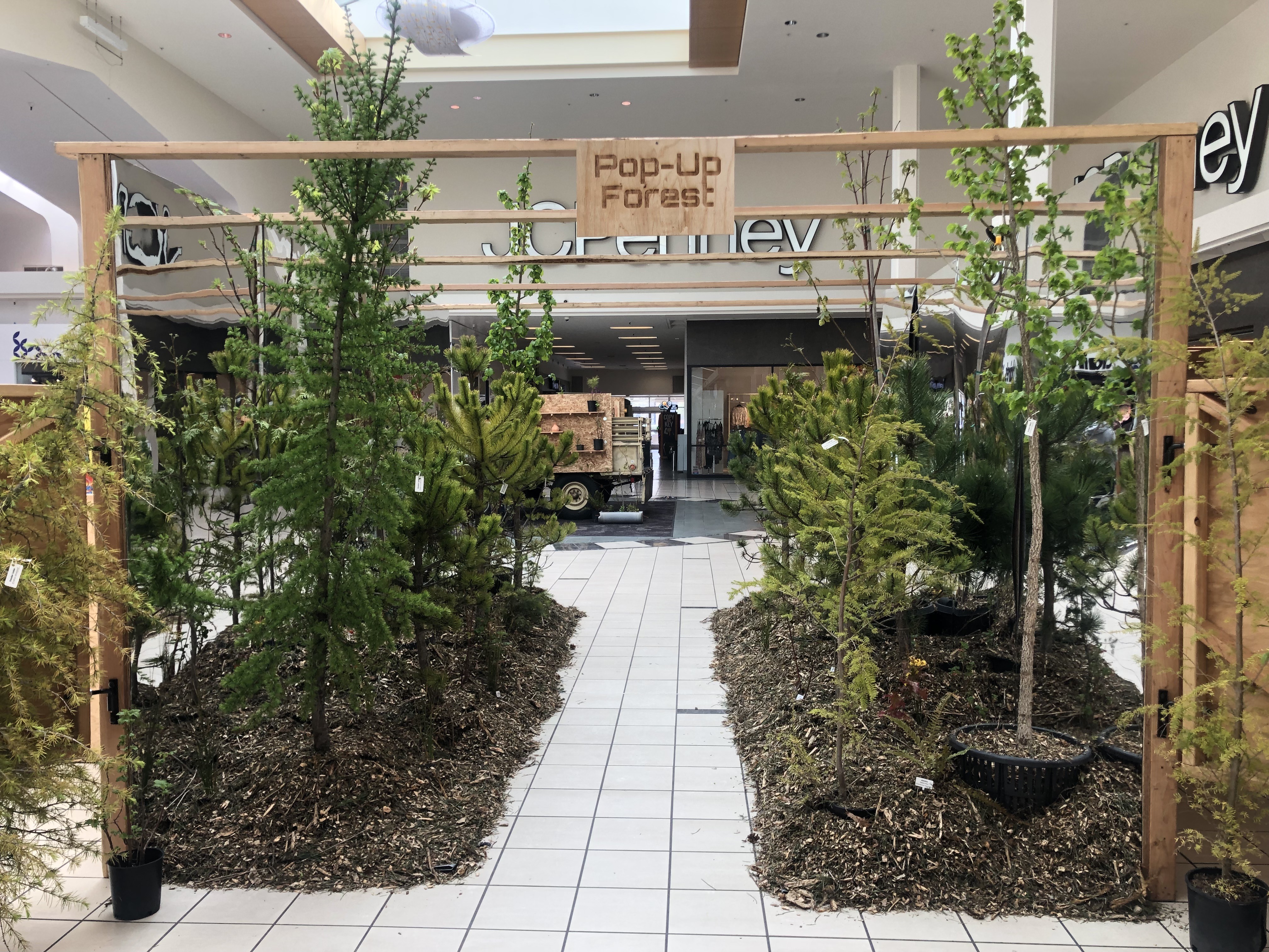 A pop-up forest in the Tacoma Mall allows people to envision themselves in a forested landscape