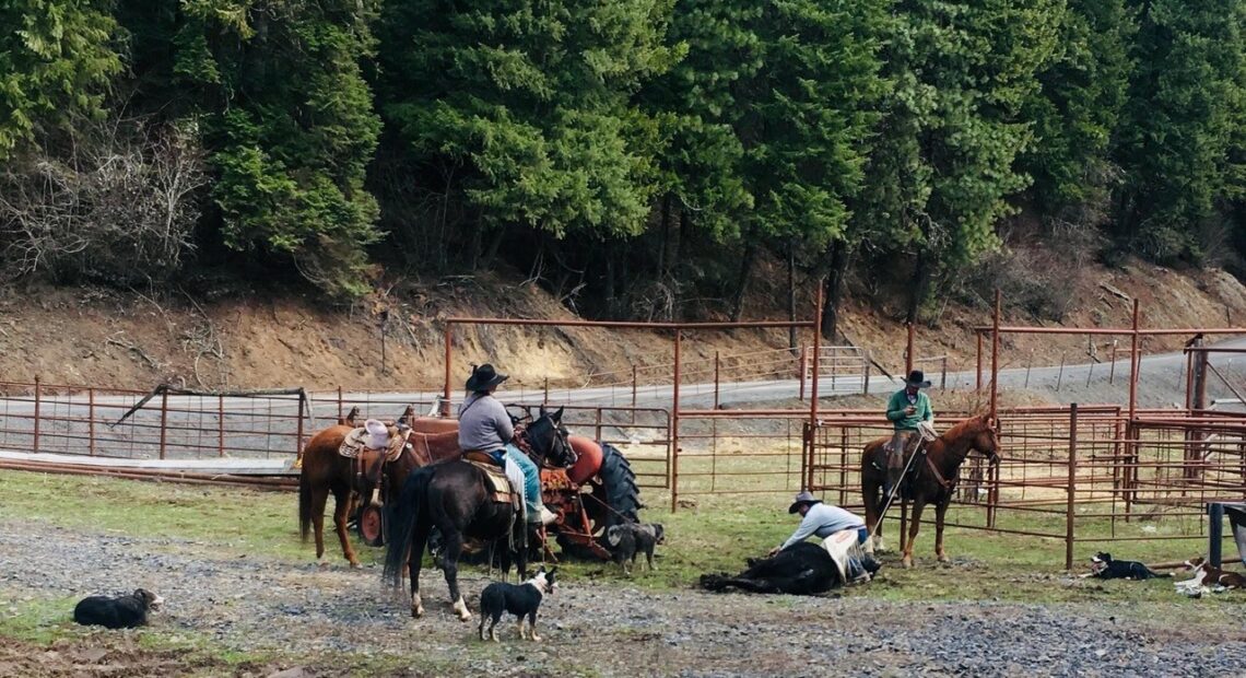 Cowboys on horseback ride near a black cow on the ground against a green tree line on grass and gravel.