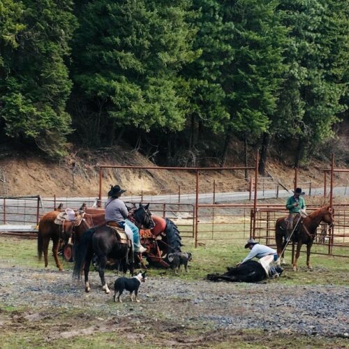 Cowboys on horseback ride near a black cow on the ground against a green tree line on grass and gravel.