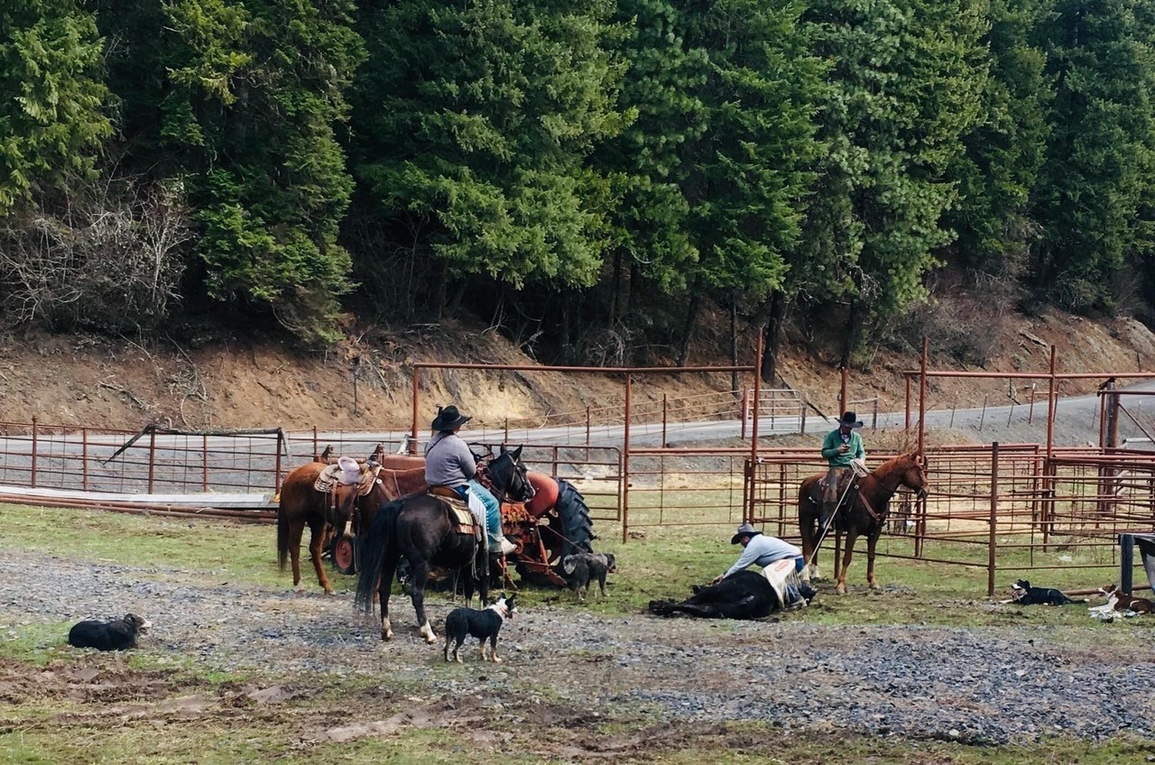 Cowboys on horseback ride near a black cow on the ground against a green tree line on grass and gravel.