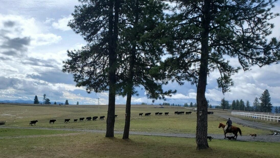 Black cows travel in a line on green grass as a cowboy on a brown horse supervises.