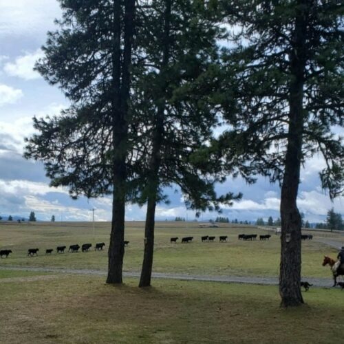 Black cows travel in a line on green grass as a cowboy on a brown horse supervises.