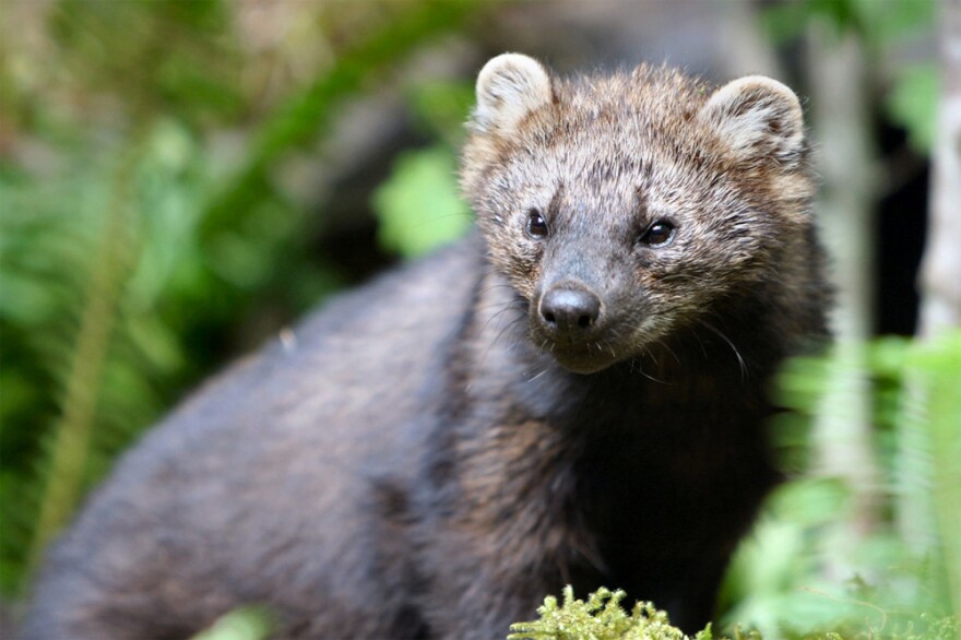 A bill moving through Congress could help state wildlife agencies conserve more species, such as the fisher, a member of the weasel family.