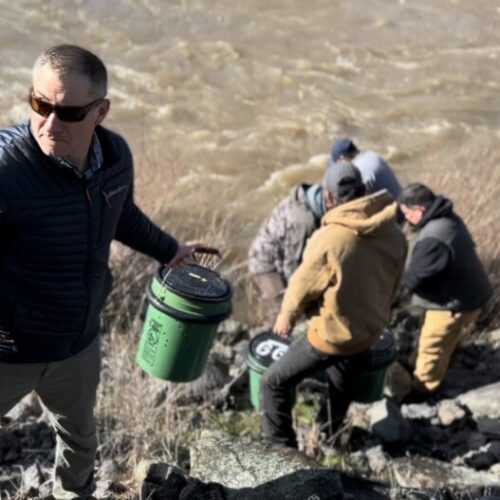 A line of about a dozen people passed buckets of summer chinook salmon to be released into Hangman Creek.