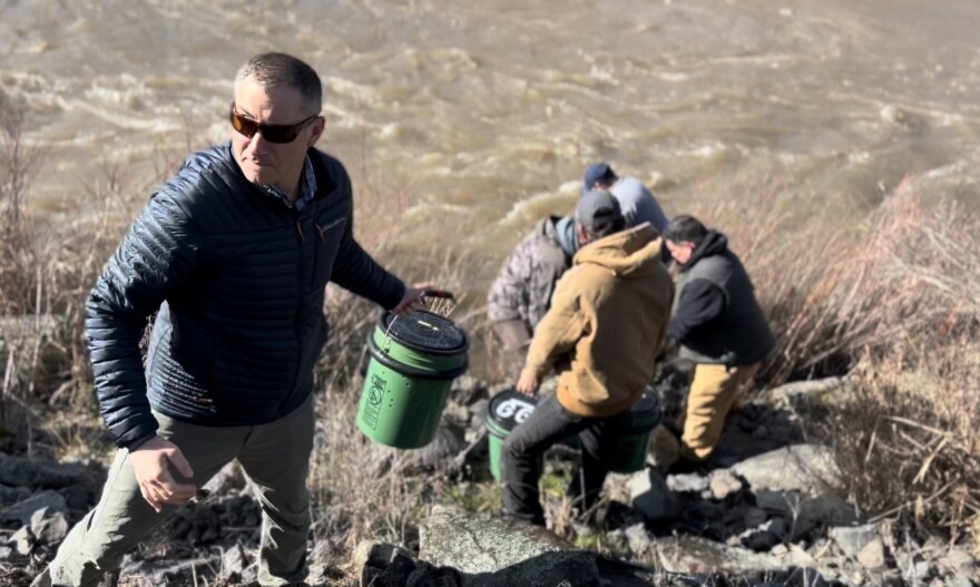 A line of about a dozen people passed buckets of summer chinook salmon to be released into Hangman Creek.