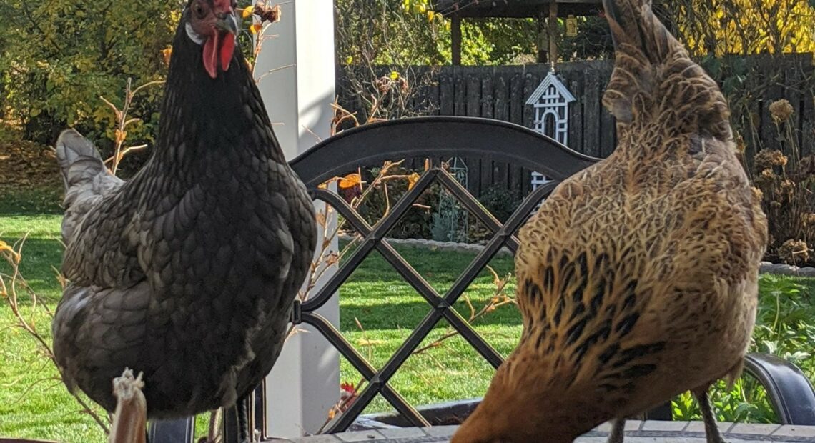 A black chicken and a black and brown chicken peck at food on a backyard table in a yard filled with greenery.