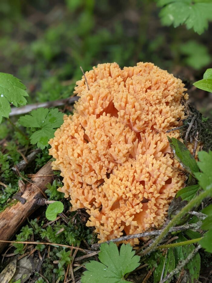 A bright orange coral mushroom springs from the green grass and dead wood on the forest floor.