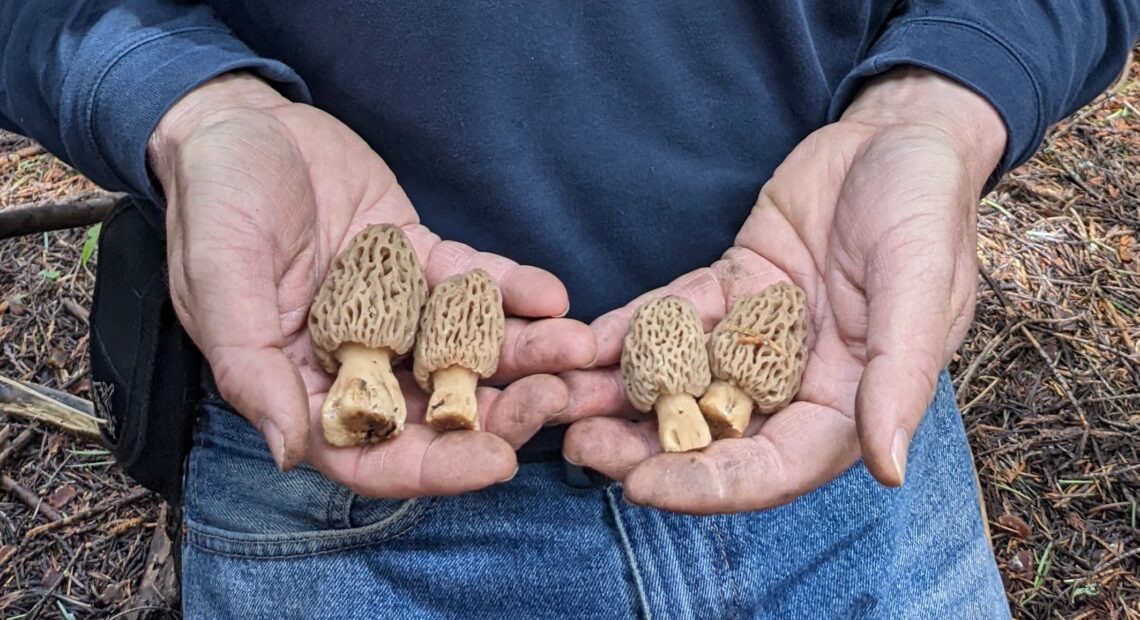 Hands hold recently harvested light brown morel mushrooms.