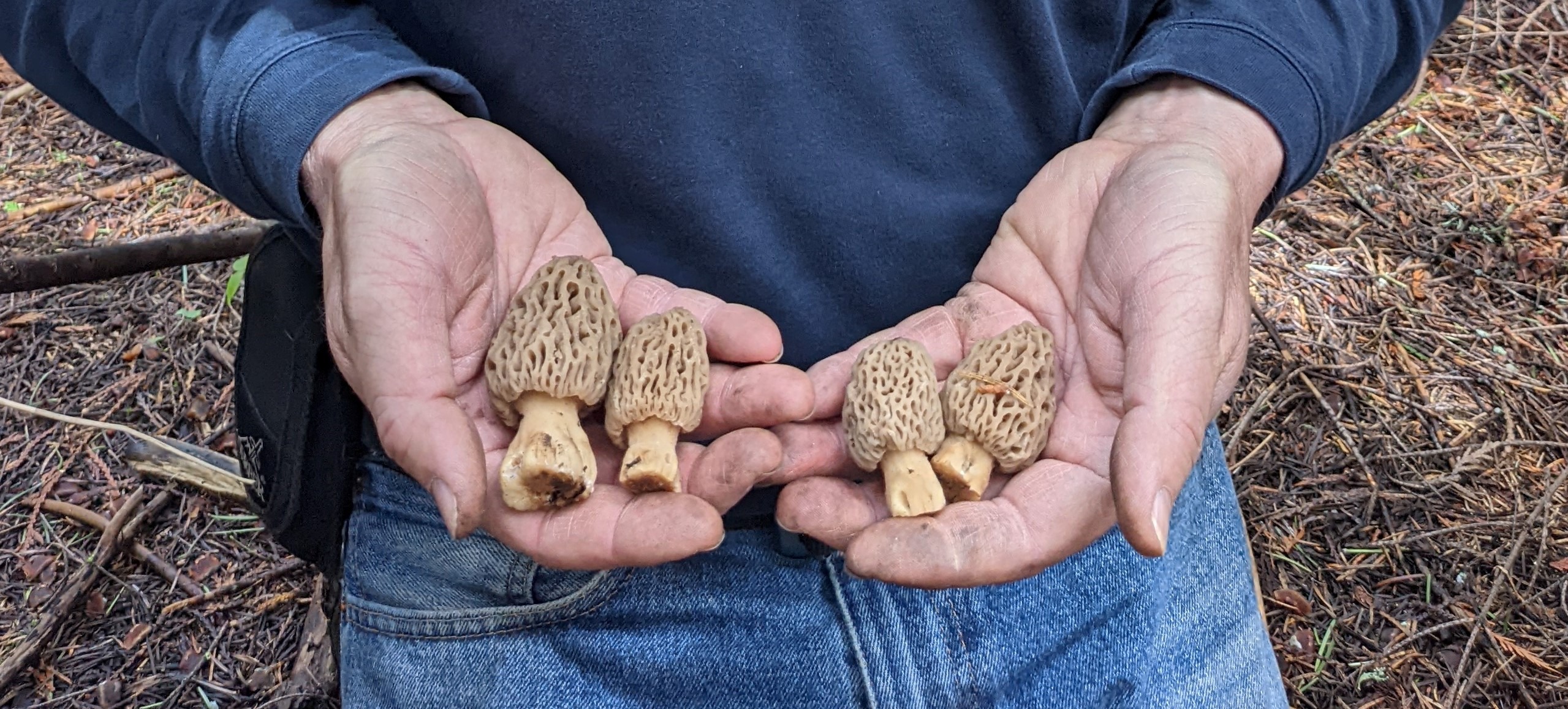 Hands hold recently harvested light brown morel mushrooms.