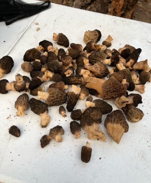 A pile of morel mushrooms sit atop white paper.