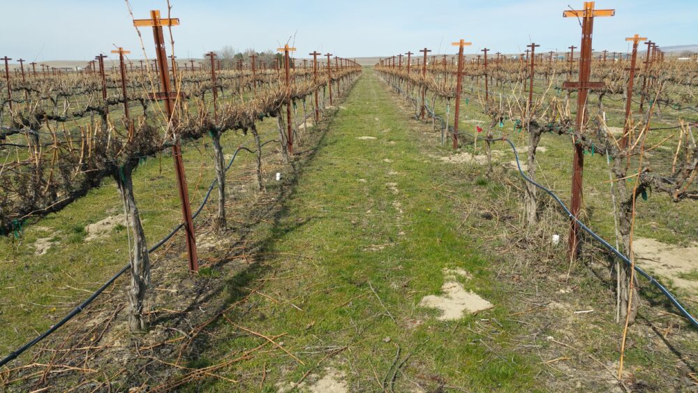 Two rows of wine grape vines are freshly pruned atop green grass against a blue sky.