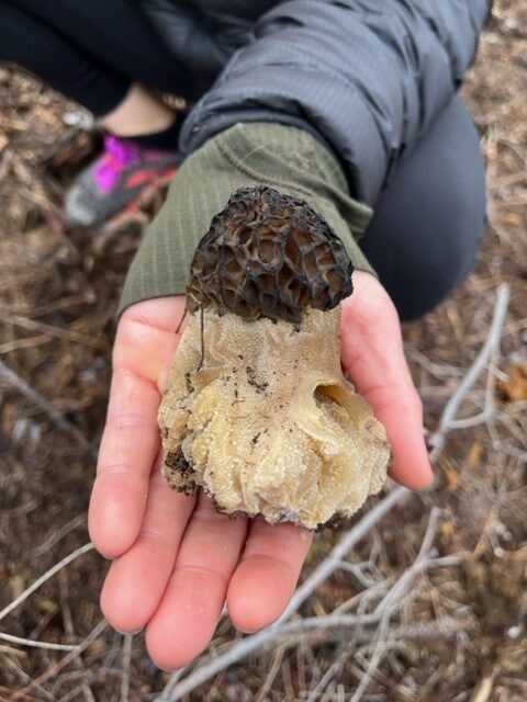 A woman's hand holds a morel mushroom over burned earth.