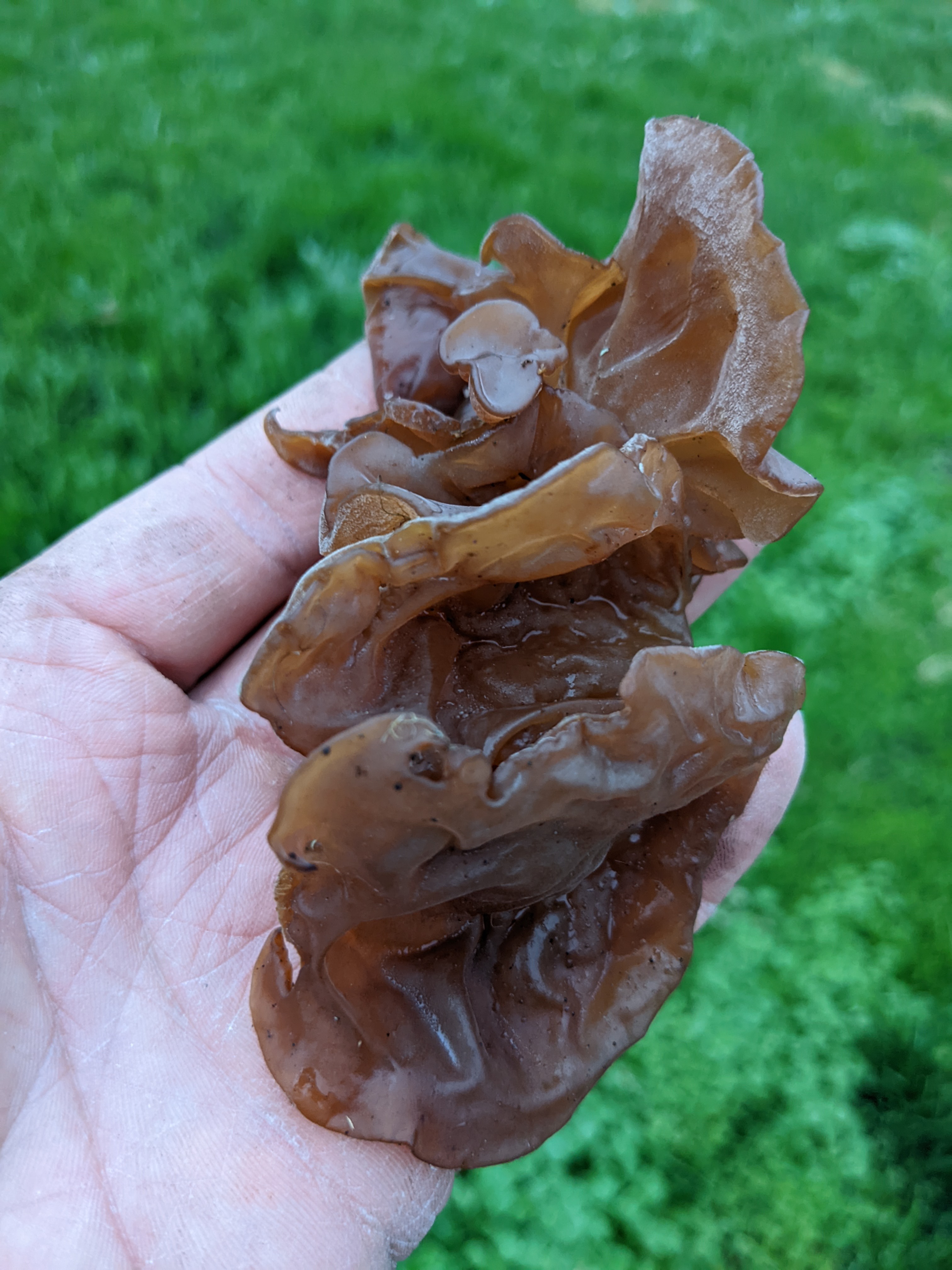 A brown mushroom is held by a human hand above bright green grass.