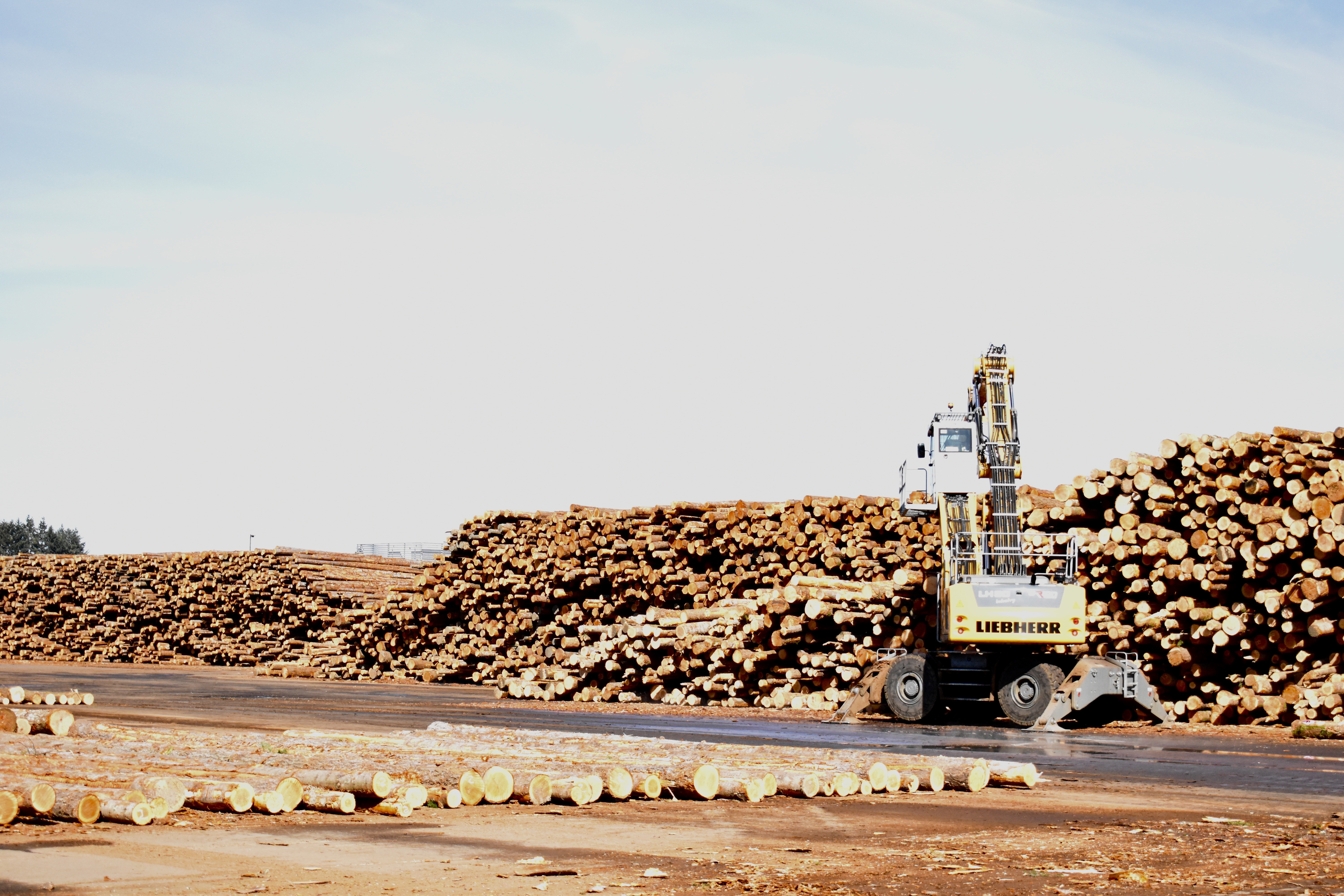 Logs delivered from forested land across Washington State waits to begin its journey to wood product at the Sierra Pacific Industries Mill in Centraila, Washington on April 7, 2022.