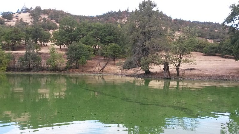 Floración de algas tóxicas Microcystis