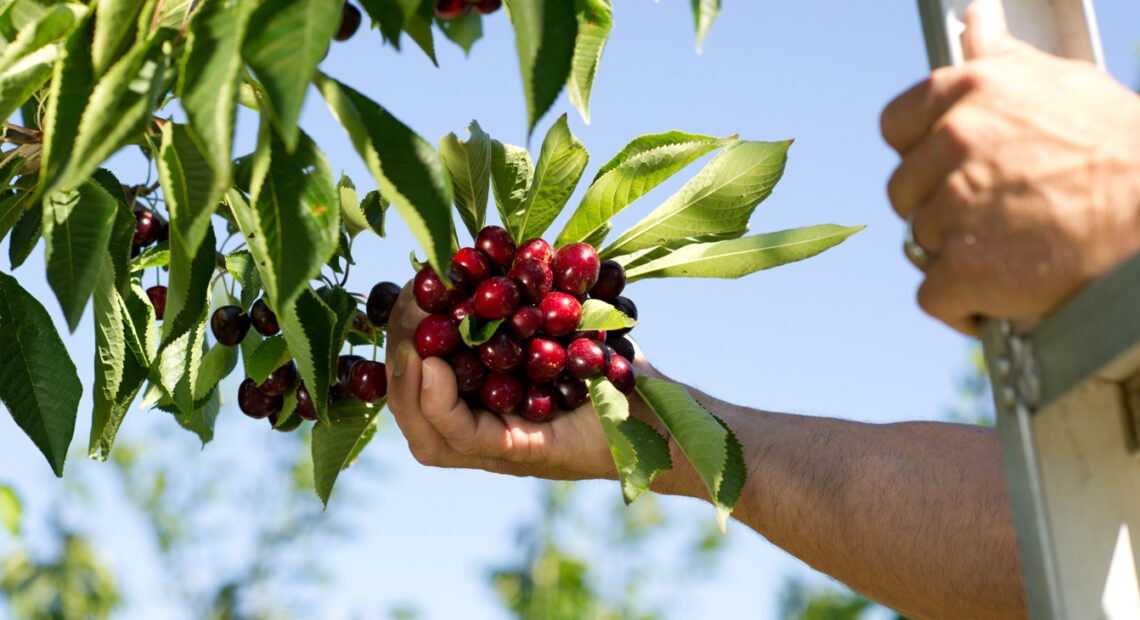 A hand pulls a bright red bunch of cherries from a cherry tree with green leaves against a blue sky.