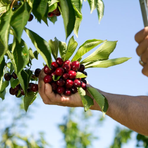 A hand pulls a bright red bunch of cherries from a cherry tree with green leaves against a blue sky.