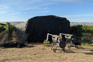 Smokers are stationed outside a vineyard draped with black cloth to expose grapes to smoke for 36 hours.