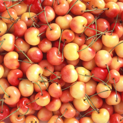 Bright yellow Rainier cherries are stacked on top of each other in a huge pile.