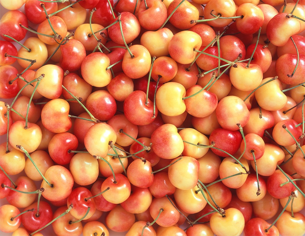Bright yellow Rainier cherries are stacked on top of each other in a huge pile.