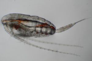 Calanus marshallae are fatty copepods that many fish like to snack on. They thrive in waters along the Gulf of Alaska to waters off British Columbia, Washington, and Oregon.