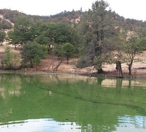 A green lake filled with algae fills the horizon line against chalky red mud shores with green trees.