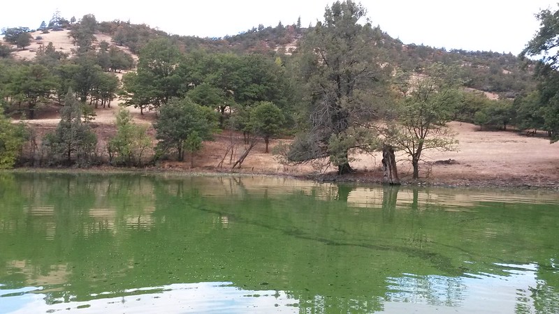 A green lake filled with algae fills the horizon line against chalky red mud shores with green trees.