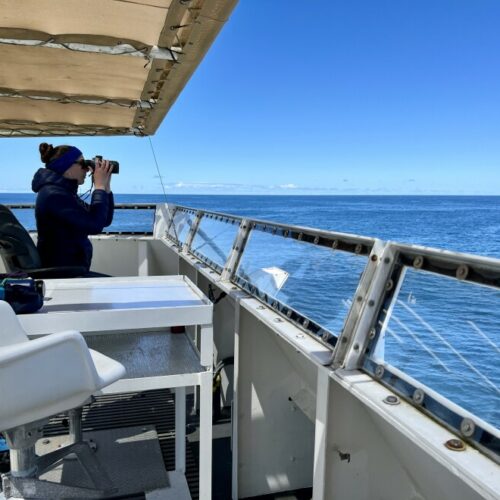 On top of the Bell M. Shimada's flybridge, scientist Dawn Barlow searches for any signs of whales.