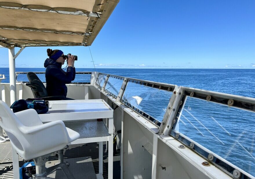 On top of the Bell M. Shimada's flybridge, scientist Dawn Barlow searches for any signs of whales.