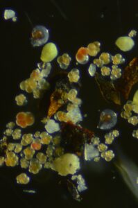 Jennifer Fehrenbacher and Brittany Hupp collected planktic forams, which look like popcorn, on the Bell M. Shimada cruise from May 6-17.