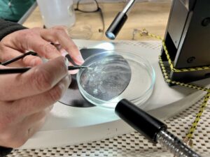 Jennifer Fehrenbacher picks forams out of water samples they collected by edging the single-celled critter onto a tiny paintbrush.