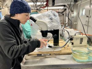 Jennifer Fehrenbacher looks at planktic forams under a microscope. The research is part of a two-week survey of the Northern California Current ecosystem.