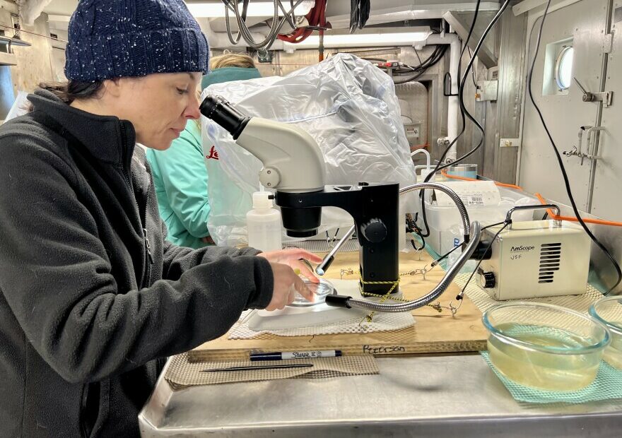 Jennifer Fehrenbacher looks at planktic forams under a microscope. The research is part of a two-week survey of the Northern California Current ecosystem.