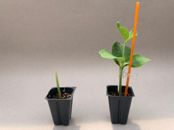 A pot with an empty stem sits next to another black pot with a cantaloupe scion and squash roots clipped together.