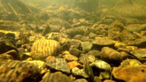 Lots of mussels at the Cottonwoods survey site on the Middle Fork of the John Day River.