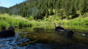 Alexa Maine (left) and Christine O'Brien snorkel the Middle Fork of the John Day River in search of freshwater mussels.