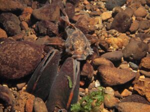 A sculpin and western pearlshell mussel, or Margaritifera, in Stillwater Creek