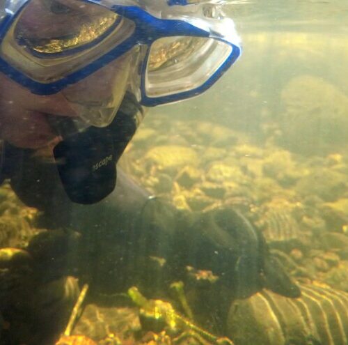 Alexa Maine surveys the Middle Fork of the John Day River, searching for freshwater mussels.