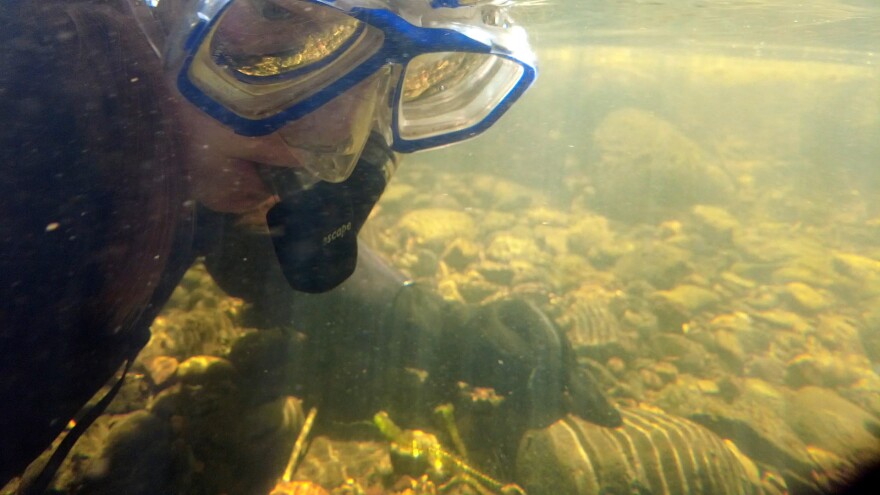 Alexa Maine surveys the Middle Fork of the John Day River, searching for freshwater mussels.